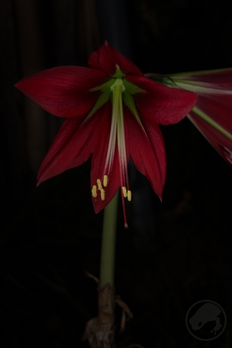 Hippeastrum miniatum observed 2020-08-30