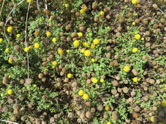 Oncosiphon sabulosus