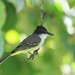 Cayman Loggerhead Kingbird - Photo (c) Sequoia Janirella Wrens, some rights reserved (CC BY-NC), uploaded by Sequoia Janirella Wrens