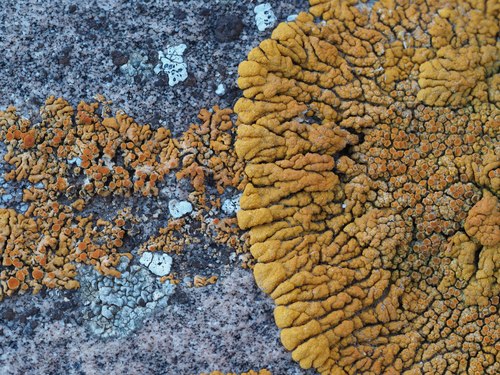 Desert Firedot Lichen