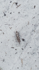 Spharagemon marmorata