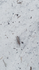 Spharagemon marmorata