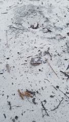 Spharagemon marmorata