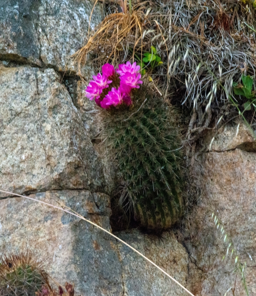 Eriosyce subgibbosa, Hualpén, Bío Bío, Chile