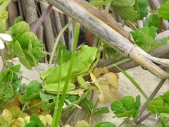 Hyla molleri