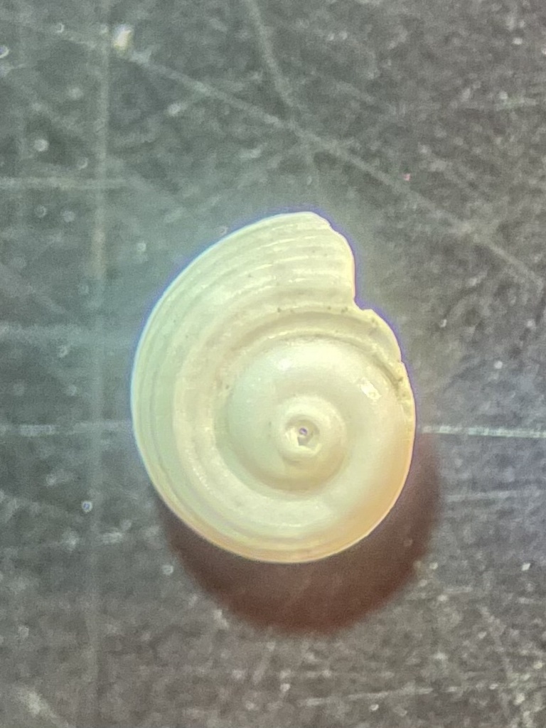 Solariorbis terminalis