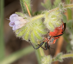Rhynocoris ventralis