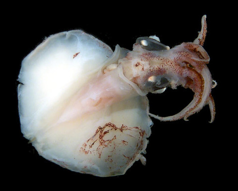 ボール Squid ダンロップスポーツ公式オンラインストア】カラーボール特集