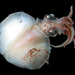 Hjort's Whiplash Squid - Photo 

Eric A. Lazo-Wasem, no known copyright restrictions (public domain)