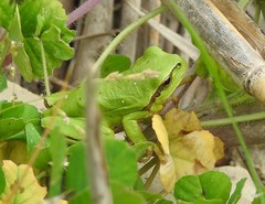 Hyla molleri
