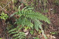 Microlepia marginata