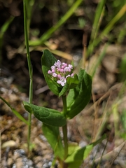 Plectritis congesta