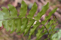 Microlepia marginata
