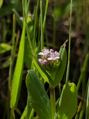 Plectritis congesta