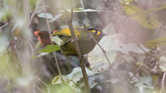 Bugun Liocichla photo 3