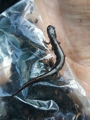 Plethodon stormi