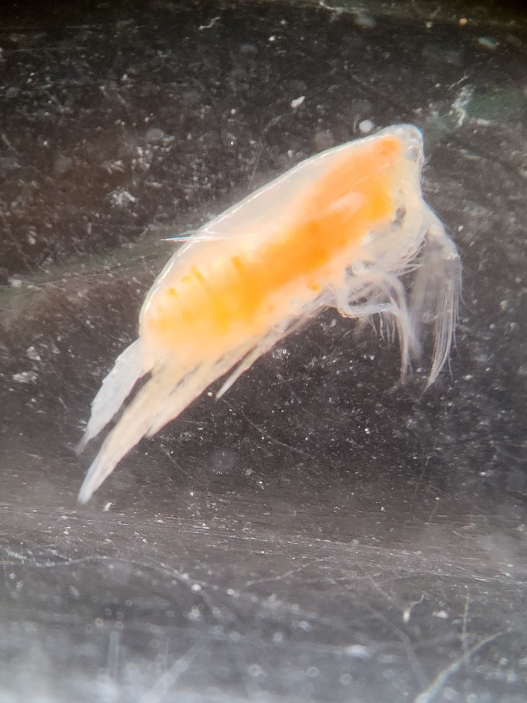 Scolecitrichidae