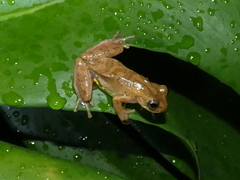 Dendropsophus bogerti