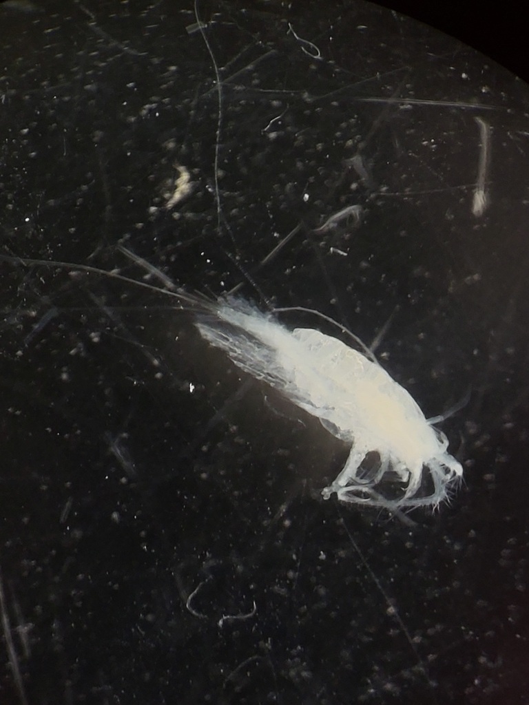 Heterorhabdus norvegicus