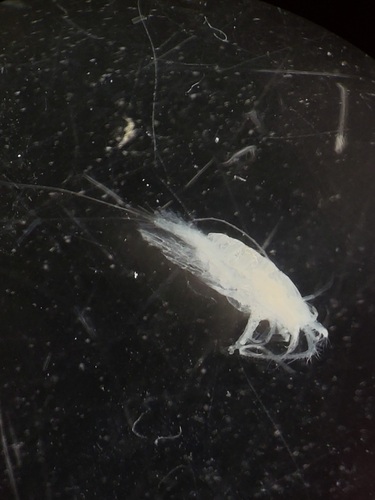 Heterorhabdus norvegicus
