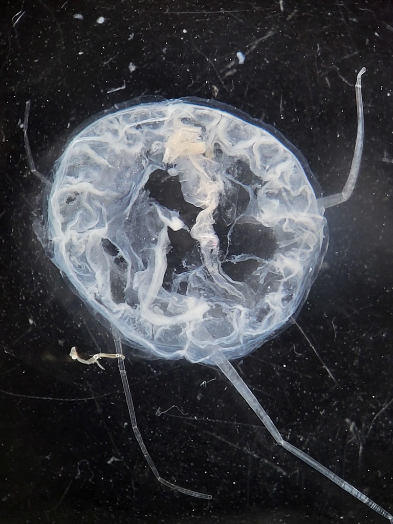 Aeginopsis laurentii