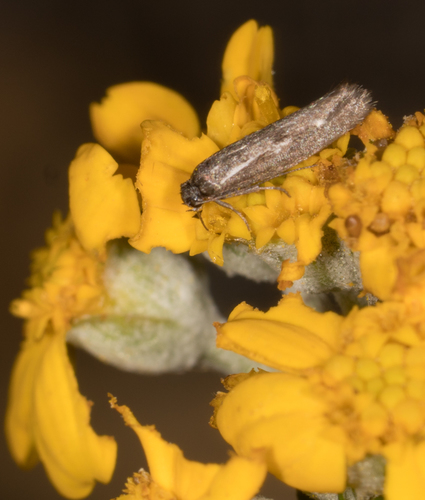 Scythrididae