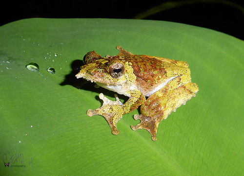 Litoria prora, 2023-11-26
