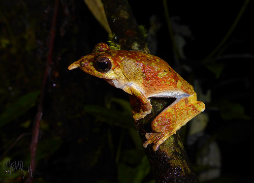 Litoria prora, 2023-11-26