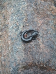 Plethodon stormi