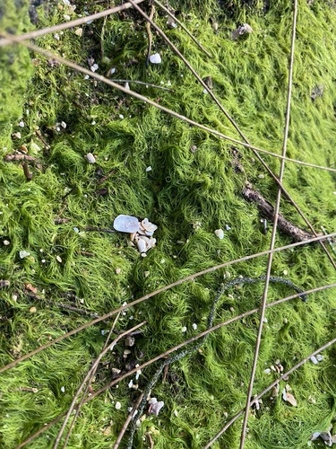 Ulva intestinalis, 2023-12-04