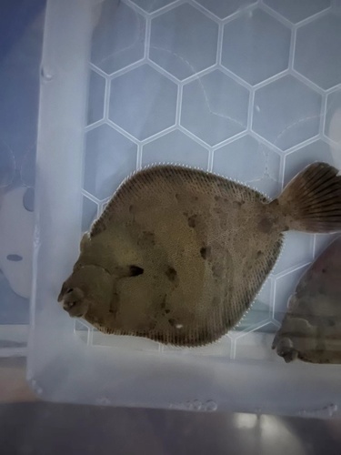 Finespotted flounder (Pleuronichthys cornutus) — Pleuronectidae — 3