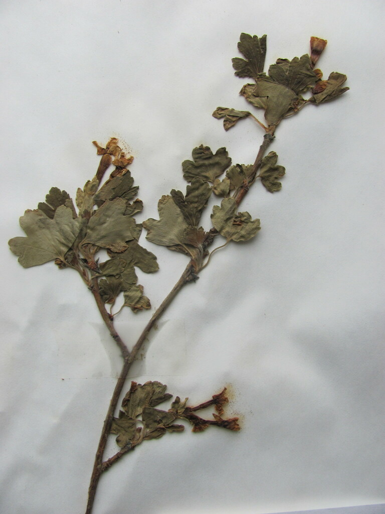Buffalo Currant in April 1987 by Chuck Thomas. growing in a disturbed ...