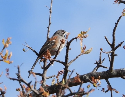 Bridled Sparrow (Peucaea mystacalis), photo 9