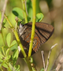 Neonympha