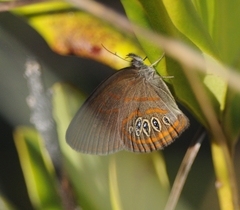 Neonympha