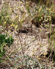 Eriogonum marifolium