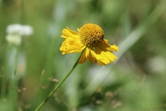 Helenium bigelovii