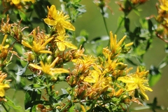 Hypericum scouleri