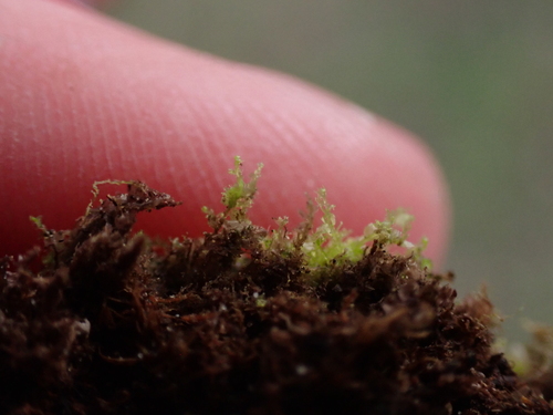 Image of Lophocolea minor by (c) Aiva Noringseth, some rights reserved (CC BY)