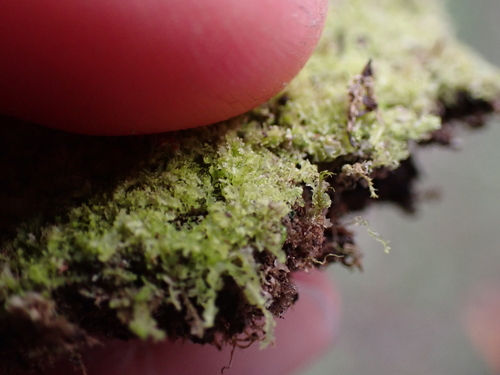 Image of Lophocolea minor by (c) Aiva Noringseth, some rights reserved (CC BY)