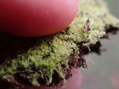 Image of Lophocolea minor by (c) Aiva Noringseth, some rights reserved (CC BY)