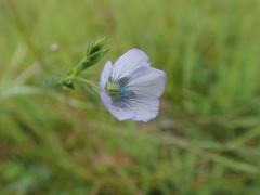 Linum bienne