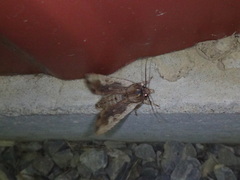 Lithophane signosa