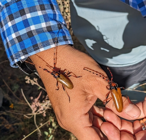Stenaspis castaneipennis