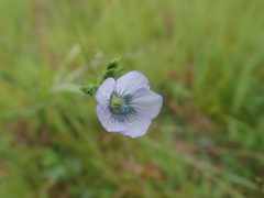 Linum bienne