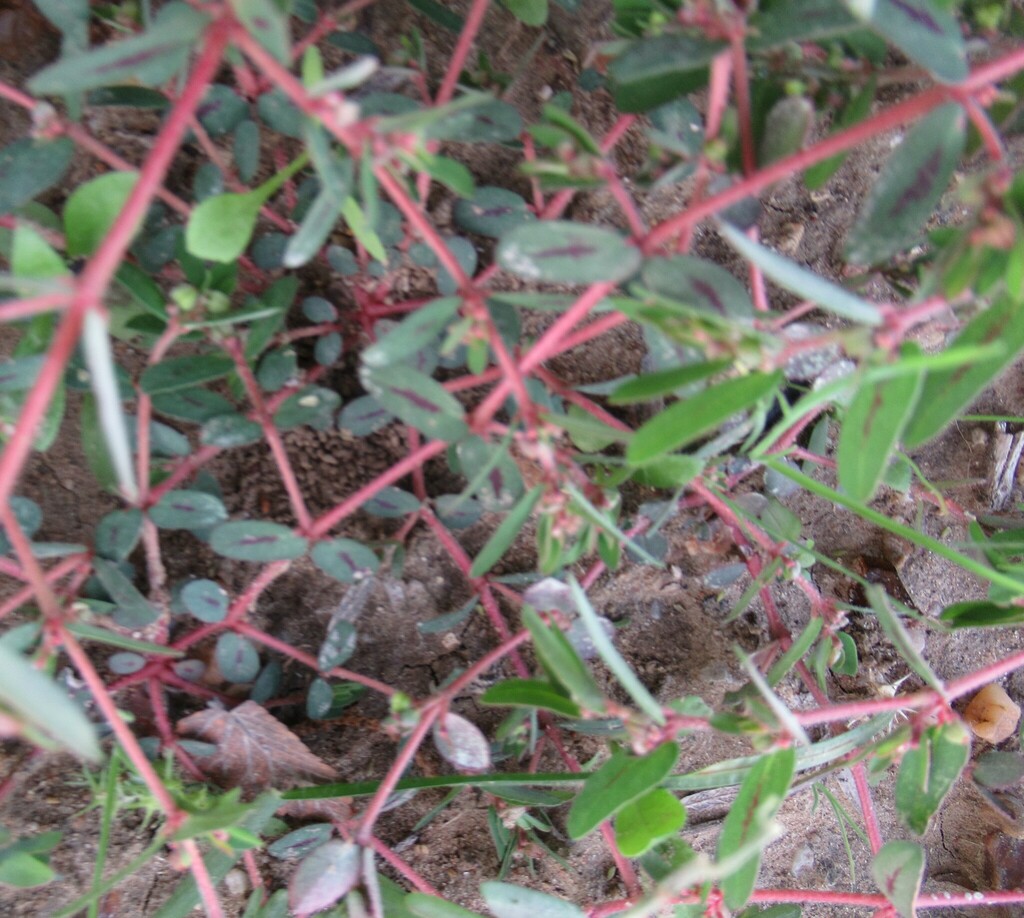 Spotted spurge from WilsonLedbetter Park, College Ave, Cameron, Milam Co, TX, USA on December 3