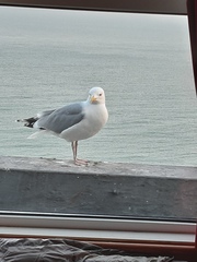 Larus argentatus