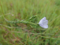 Linum bienne