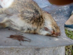Galea