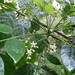 Trichilia americana - Photo (c) conabio-pj010, μερικά δικαιώματα διατηρούνται (CC BY-NC), uploaded by conabio-pj010
